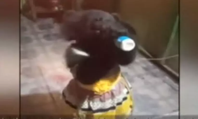 കരടിക്കുട്ടിയെ ഒമ്പതു മാസം ഓമനിച്ചു വളർത്തി; ഒടുവിൽ കണ്ണീരോടെ യാത്രയാക്കി കരടിക്കുട്ടിയെ ഒമ്പതു മാസം ഓമനിച്ചു വളർത്തി; ഒടുവിൽ കണ്ണീരോടെ യാത്രയാക്കി