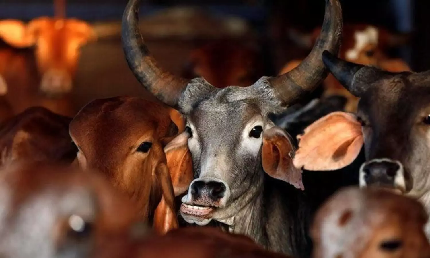 ഗോ​വ​ധ നി​രോ​ധ​നം: ഗോ​സം​ര​ക്ഷ​ക​രുടെ നി​യ​മ​പ​രി​ര​ക്ഷ ക​ർ​ണാ​ട​ക പു​നഃ​പ​രി​ശോ​ധി​ക്കും