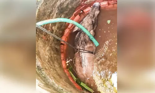 കിണറ്റിൽ വീണ കാട്ടുപന്നിയെ രക്ഷപ്പെടുത്തി