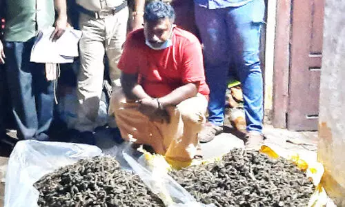 മയ്യനാട്ട്​ വൻ കഞ്ചാവ് വേട്ട; 18 കിലോ പിടികൂടി