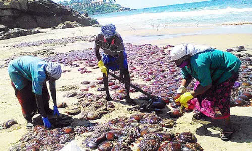 കോവളത്ത്​ ടൺകണക്കിന് ജെല്ലിഫിഷുകൾ അടിഞ്ഞു