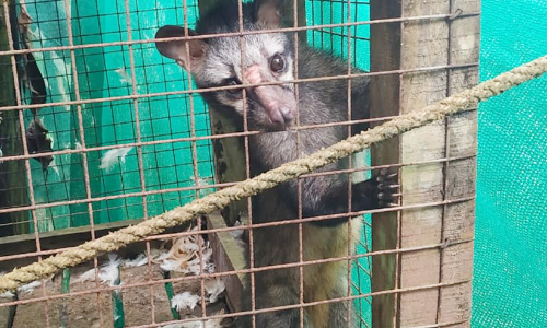 വെരുകിന് കോഴിക്കൂട് തടവറയായി; വനപാലകർ മോചിപ്പിച്ചു