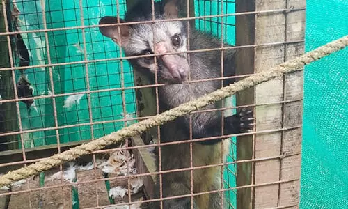 വെരുകിന് കോഴിക്കൂട് തടവറയായി; വനപാലകർ മോചിപ്പിച്ചു