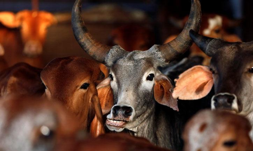 ഗോ​വ​ധ നി​രോ​ധ​നം: ഗോ​സം​ര​ക്ഷ​ക​രുടെ നി​യ​മ​പ​രി​ര​ക്ഷ ക​ർ​ണാ​ട​ക പു​നഃ​പ​രി​ശോ​ധി​ക്കും