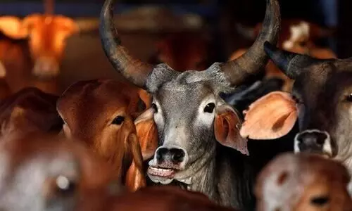 ഗോ​വ​ധ നി​രോ​ധ​നം: ഗോ​സം​ര​ക്ഷ​ക​രുടെ നി​യ​മ​പ​രി​ര​ക്ഷ ക​ർ​ണാ​ട​ക പു​നഃ​പ​രി​ശോ​ധി​ക്കും