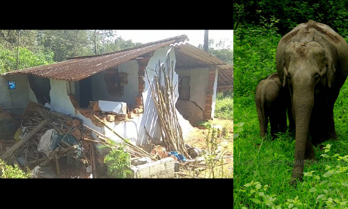 അരിയും ഉപ്പും തിന്നാൻ കാട്ടാനകൾ നാട്ടിലേക്ക്​; ഉള്ളിൽ കുടുങ്ങിയ കുട്ടിയാനയെ രക്ഷിക്കാൻ വീട്​ തകർത്തു