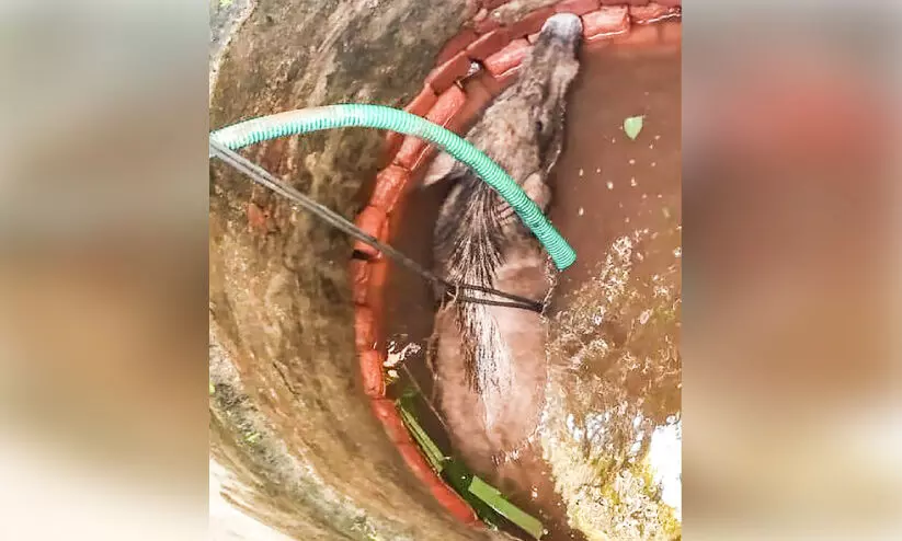 കിണറ്റിൽ വീണ കാട്ടുപന്നിയെ രക്ഷപ്പെടുത്തി കിണറ്റിൽ വീണ കാട്ടുപന്നിയെ രക്ഷപ്പെടുത്തി
