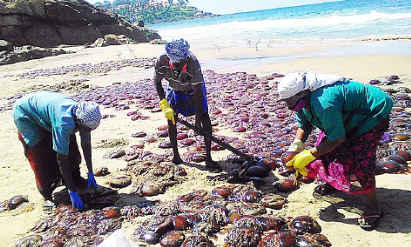 കോവളത്ത്​ ടൺകണക്കിന് ജെല്ലിഫിഷുകൾ അടിഞ്ഞു