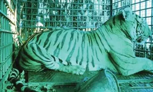 കടുവയെ തുറന്നുവിടുന്നതിൽ അനിശ്ചിതത്വം