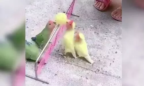 ഇത്​ വോളിബാൾ അല്ല, ബേർഡിബാൾ