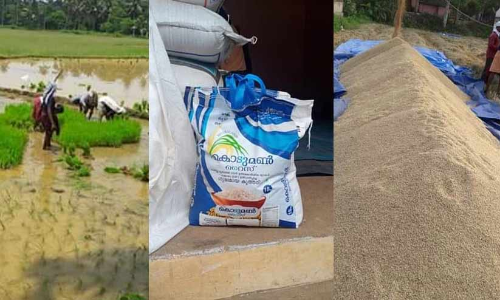 400 ഏക്കര്‍ തരിശുഭൂമിയില്‍ നിന്ന് കൊടുമണ്‍ അരിയുടെ വിജയഗാഥ