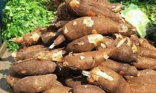 വിപണി കണ്ടെത്താന്‍ കപ്പ ചലഞ്ചുമായി   കണ്ണൂർ ജില്ല പഞ്ചായത്ത്