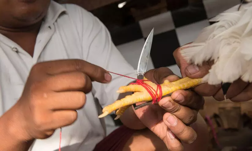 പോര് കോഴിയുടെ ആക്രമണത്തില്‍ റെയ്ഡിനെത്തിയ പൊലീസുകാരന് ദാരുണാന്ത്യം