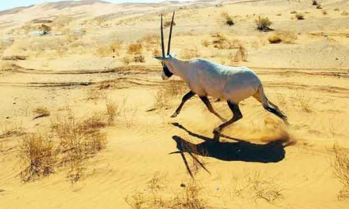 സൗ​ദി​യി​ൽ വേ​ട്ട​യാ​ട​ലി​ന്​ നി​ബ​ന്ധ​ന​ക​ളോ​ടെ താ​ൽ​ക്കാ​ലി​ക അ​നു​മ​തി