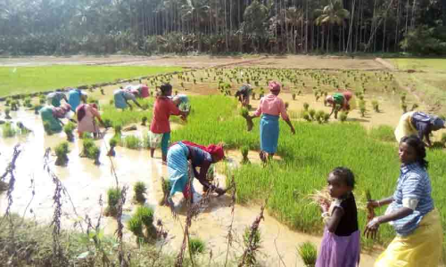 നാട്ടിപ്പണിയും കൊയ്ത്തുമായി ഈ അമ്മമാർ