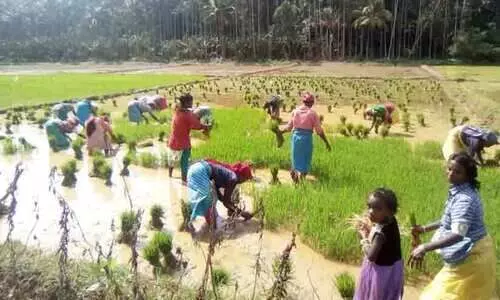 നാട്ടിപ്പണിയും കൊയ്ത്തുമായി ഈ അമ്മമാർ