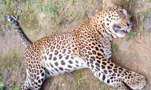 തേയിലക്കാട്ടിൽ പുലിയുടെ ജഡം കണ്ടെത്തി