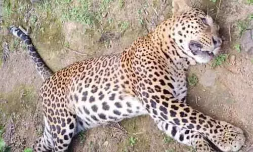 തേയിലക്കാട്ടിൽ പുലിയുടെ ജഡം കണ്ടെത്തി