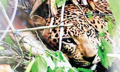 കേൾക്കുന്നില്ലേ, കടുവ ഗർജനം:  നഷ്​ടപരിഹാരത്തിനായി കർഷകരുടെ കാത്തിരിപ്പ്