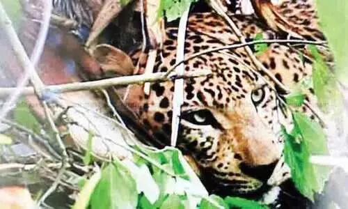 കേൾക്കുന്നില്ലേ, കടുവ ഗർജനം:  നഷ്​ടപരിഹാരത്തിനായി കർഷകരുടെ കാത്തിരിപ്പ്