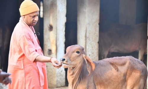 പശുസംരംക്ഷണം ഉത്തരവാദിത്തം, കൊല്ലുന്നവർക്ക്​ ജയിൽശിക്ഷ തന്നെ ഹൈകോടതി നിരീക്ഷണത്തിന്​​ പിന്നാലെ യോഗി