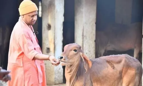 പശുസംരംക്ഷണം ഉത്തരവാദിത്തം, കൊല്ലുന്നവർക്ക്​ ജയിൽശിക്ഷ തന്നെ ഹൈകോടതി നിരീക്ഷണത്തിന്​​ പിന്നാലെ യോഗി