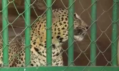 തൃശൂർ മൃഗശാലയിൽ പുള്ളിപ്പുലി ചത്തു