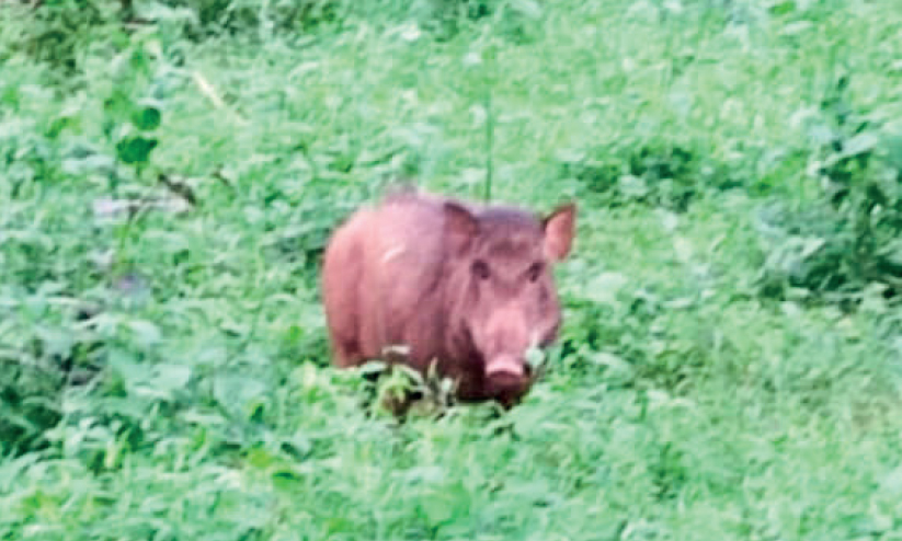 ജനവാസസ്ഥലങ്ങളിലും കാട്ടുപന്നിശല്യം രൂക്ഷം; വീട്ടമ്മയെ ആക്രമിച്ച് പരിക്കേൽപിച്ചു ജനവാസസ്ഥലങ്ങളിലും കാട്ടുപന്നിശല്യം രൂക്ഷം; വീട്ടമ്മയെ ആക്രമിച്ച് പരിക്കേൽപിച്ചു