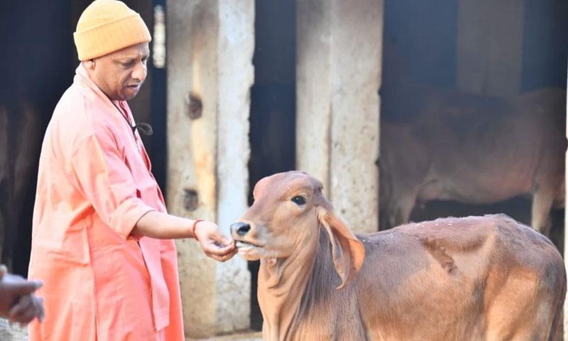പശുസംരംക്ഷണം ഉത്തരവാദിത്തം, കൊല്ലുന്നവർക്ക് ജയിൽശിക്ഷ തന്നെ ഹൈകോടതി നിരീക്ഷണത്തിന് പിന്നാലെ യോഗി പശുസംരംക്ഷണം ഉത്തരവാദിത്തം, കൊല്ലുന്നവർക്ക് ജയിൽശിക്ഷ തന്നെ ഹൈകോടതി നിരീക്ഷണത്തിന് പിന്നാലെ യോഗി
