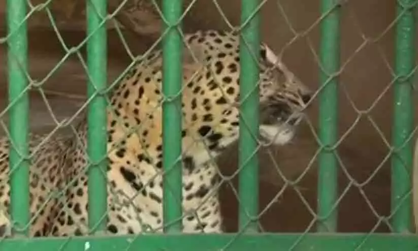 തൃശൂർ മൃഗശാലയിൽ പുള്ളിപ്പുലി ചത്തു