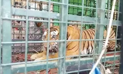 വയനാട്ടിൽ പിടികൂടിയ കടുവയെ തിരുവനന്തപുരത്തേക്ക് മാറ്റി