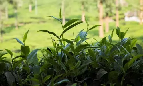 തേയില വില കുതിക്കുന്നു; കൊളുന്തിനും റെക്കോഡ്​ വില