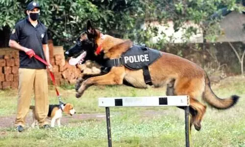 ലൗലി അത്ര ലവ്​ലിയല്ല; ഹണ്ടർ വേട്ടയാടി പിടിക്കും