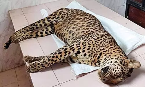 തൃശൂർ മൃഗശാലയിൽ ചത്ത പുള്ളിപ്പുലിക്ക്​ കോവിഡ്​ പരിശോധന