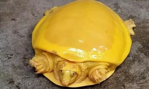 മഞ്ഞയിൽ ചേലൊത്ത സുന്ദരൻ; വിസ്​മയമായി ഈ ആമ