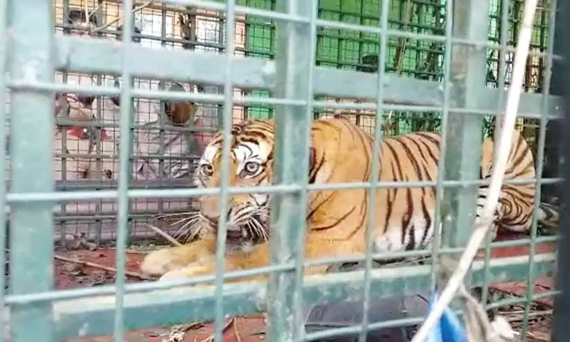 വയനാട്ടിൽ പിടികൂടിയ കടുവയെ തിരുവനന്തപുരത്തേക്ക് മാറ്റി വയനാട്ടിൽ പിടികൂടിയ കടുവയെ തിരുവനന്തപുരത്തേക്ക് മാറ്റി