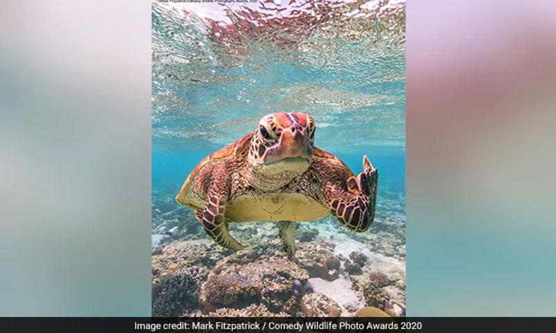 കോമഡി വൈൽഡ്ലൈഫ് ഫോേട്ടാഗ്രാഫി അവാർഡ്സ് 2020 ഗോസ് ടു; ചിത്രങ്ങൾ കാണാം കോമഡി വൈൽഡ്ലൈഫ് ഫോേട്ടാഗ്രാഫി അവാർഡ്സ് 2020 ഗോസ് ടു; ചിത്രങ്ങൾ കാണാം