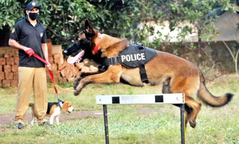 ലൗലി അത്ര ലവ്​ലിയല്ല; ഹണ്ടർ വേട്ടയാടി പിടിക്കും