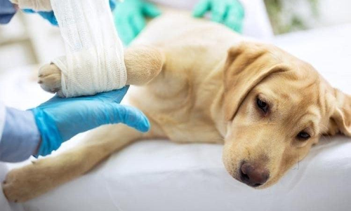 കോവിഡ് പ്രതിരോധത്തിനായി വെറ്ററിനറി ഡോക്ടര്‍മാർ:   ആശുപത്രികളുടെപ്രവര്‍ത്തനം അവതാളത്തില്‍