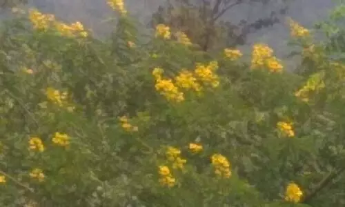 നീക്കാൻ നടപടിയില്ല: കാടിനെ വിഴുങ്ങി മഞ്ഞക്കൊന്ന