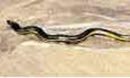 അബൂദബി തീരങ്ങളിൽ കടൽ പാമ്പുകൾ; ജാഗ്രത പാലിക്കാൻ കർശന നിർദേശം