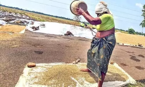 കാത്തിരിപ്പിന്​ വിരാമം; കുട്ടനാട്ടിൽ നെല്ലുസംഭരണത്തിന്​ തുടക്കം