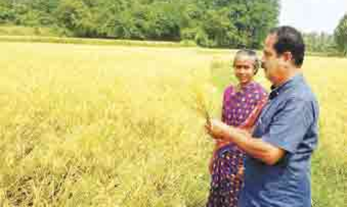 ഗു​ജാ​രി വി​ത്തി​ൽ നൂ​റു​മേ​നി വി​ള​യി​ച്ച് കൊ​ല്ല​ങ്കോ​ട്ടെ ക​ർ​ഷ​ക​ർ