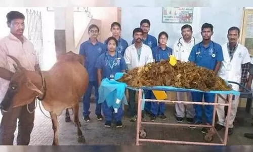 പശുവിന്റെ വയറ്റില്‍നിന്ന് പുറത്തെടുത്തത് 52 കിലോ പ്ലാസ്റ്റിക്