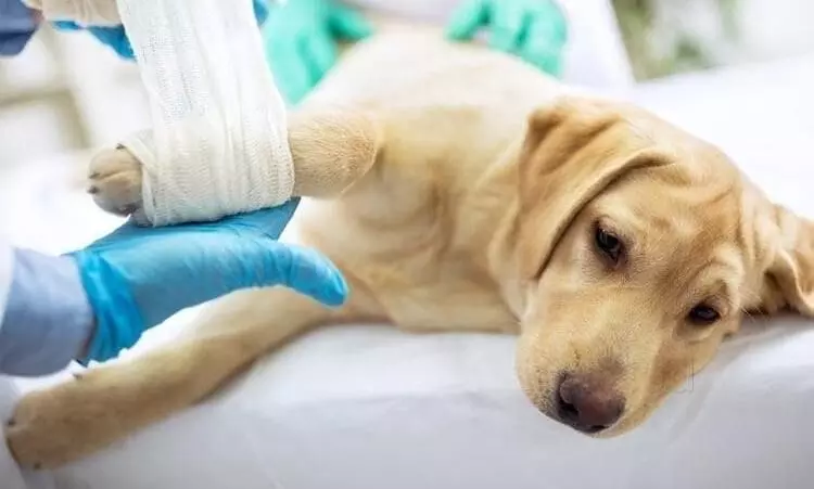 കോവിഡ് പ്രതിരോധത്തിനായി വെറ്ററിനറി ഡോക്ടര്മാർ: ആശുപത്രികളുടെപ്രവര്ത്തനം അവതാളത്തില് കോവിഡ് പ്രതിരോധത്തിനായി വെറ്ററിനറി ഡോക്ടര്മാർ: ആശുപത്രികളുടെപ്രവര്ത്തനം അവതാളത്തില്