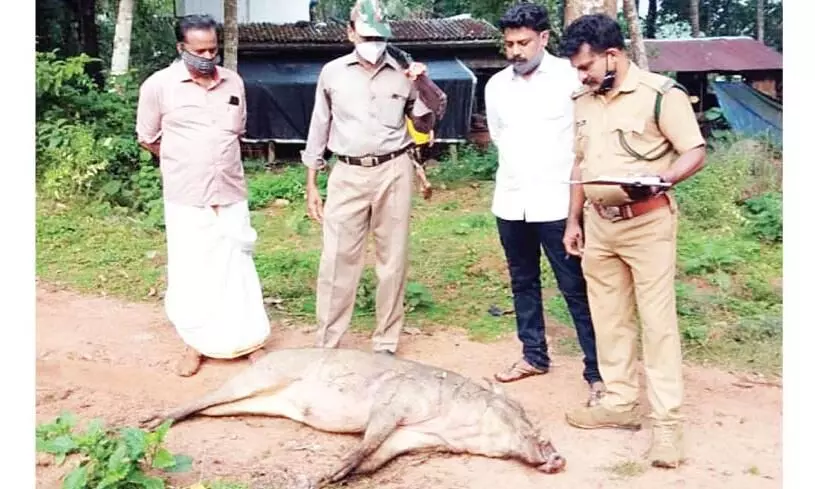 കൃഷിയിടത്തിലിറങ്ങിയ കാട്ടുപന്നിയെ വെടിവെച്ചുകൊന്നു