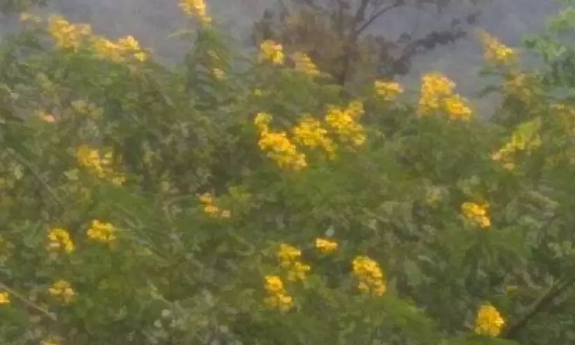 നീക്കാൻ നടപടിയില്ല: കാടിനെ വിഴുങ്ങി മഞ്ഞക്കൊന്ന