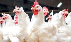 കസാകിസ്താനിൽനിന്ന് പക്ഷി ഉൽപന്ന ഇറക്കുമതി വിലക്കി കസാകിസ്താനിൽനിന്ന് പക്ഷി ഉൽപന്ന ഇറക്കുമതി വിലക്കി