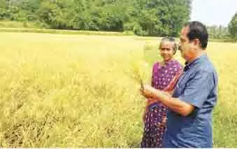 ഗു​ജാ​രി വി​ത്തി​ൽ നൂ​റു​മേ​നി വി​ള​യി​ച്ച് കൊ​ല്ല​ങ്കോ​ട്ടെ ക​ർ​ഷ​ക​ർ