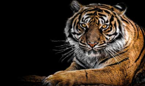 വരുന്നു, കടുവകൾക്ക്​ അഭയ പരിചരണ കേന്ദ്രം